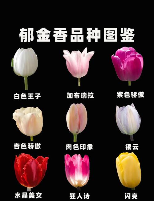 郁金香品种到底有多少？-图1