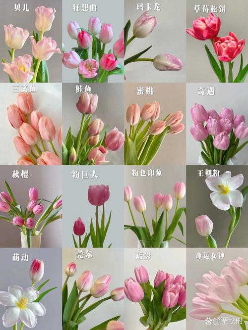 郁金香品种到底有多少？-图2