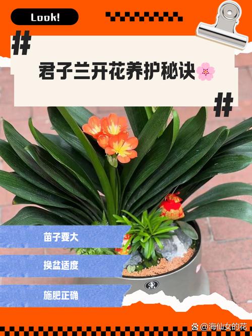 君子兰新品种如何高效培育？-图3