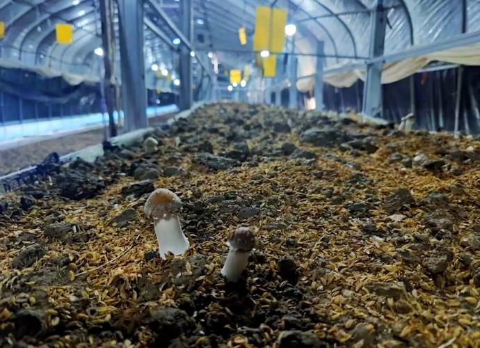 稻草怎么种大球盖菇?-图1 稻草怎么种大球盖菇?-图1