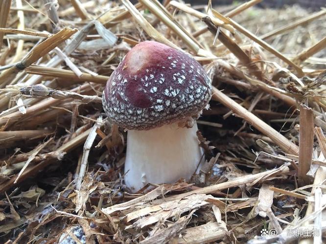 稻草怎么种大球盖菇?-图2 稻草怎么种大球盖菇?-图2