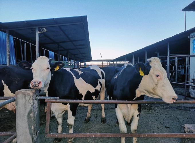 奶牛养殖新技术视频有哪些看点?-图1 奶牛养殖新技术视频有哪些看点?-图1