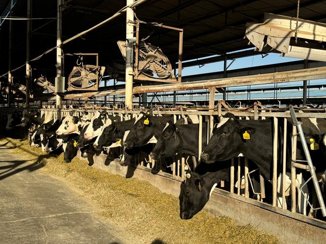 奶牛养殖新技术视频有哪些看点？-图3