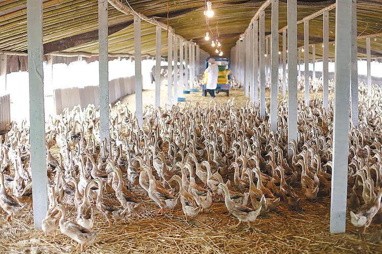 大棚蛋鸭养殖技术视频怎么学才高效？-图2