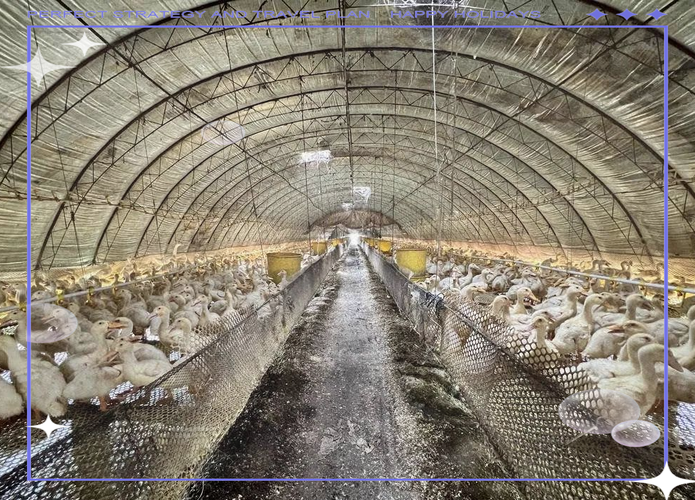 大棚蛋鸭养殖技术视频怎么学才高效？-图1