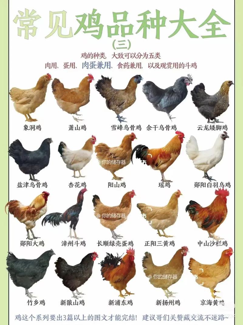 肉鸭前十品种有哪些?-图2 肉鸭前十品种有哪些?-图2