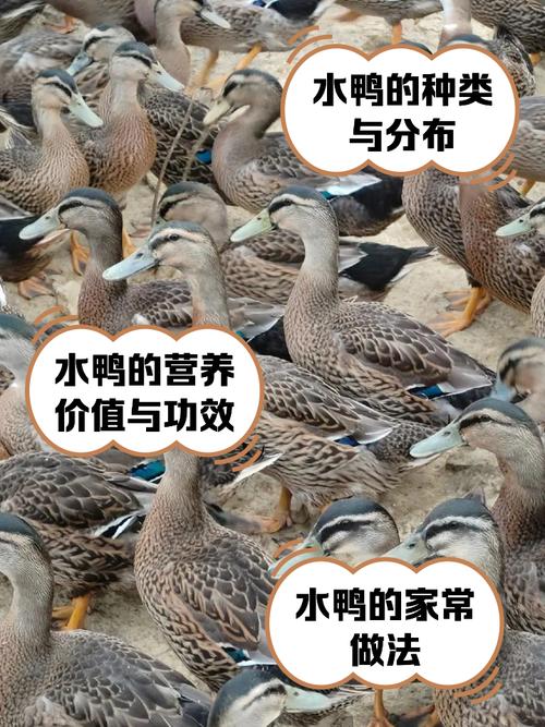 肉鸭前十品种有哪些?-图1 肉鸭前十品种有哪些?-图1