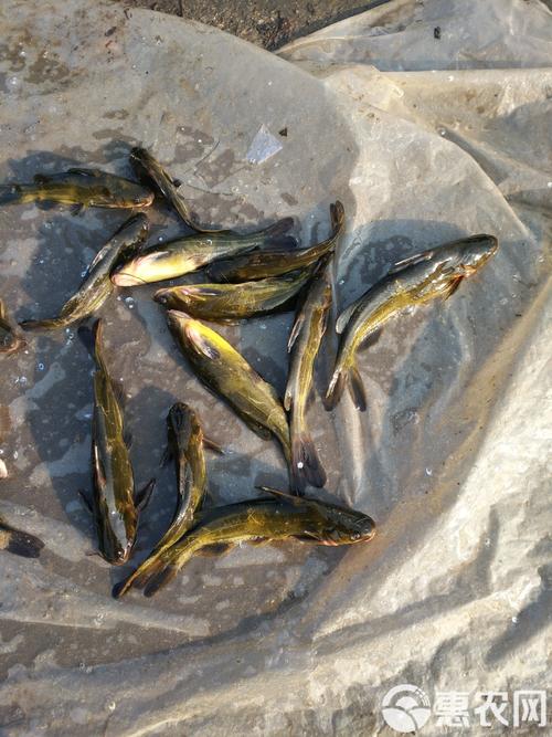 新品种杂交黄颡鱼有何优势？-图1