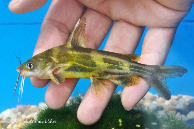 新品种杂交黄颡鱼有何优势？-图2