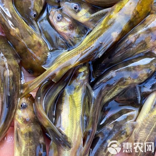 新品种杂交黄颡鱼有何优势？-图3