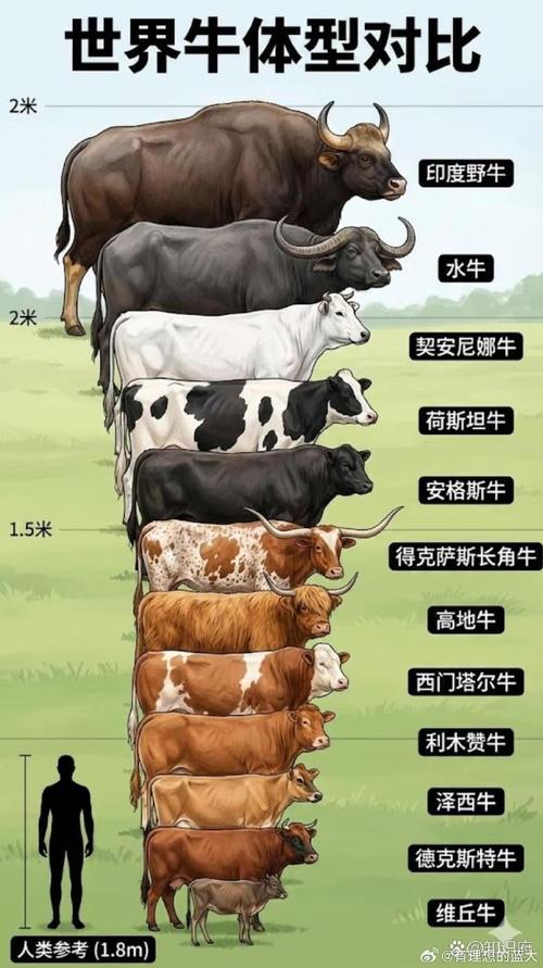 牛品种大小怎么排？最大最小是哪些？-图2