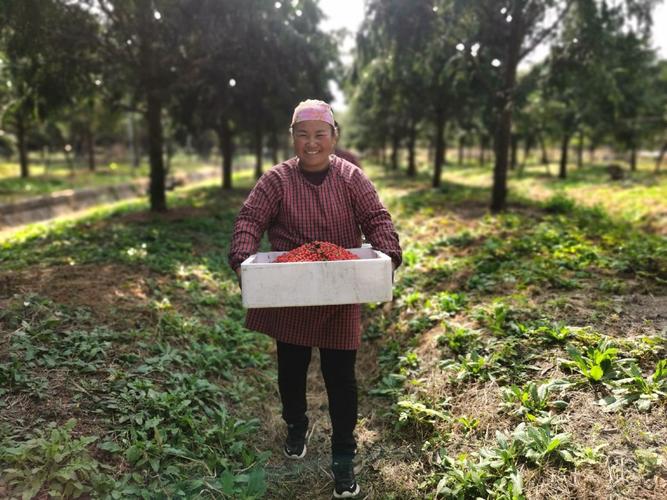 红豆杉果价格究竟是多少？-图1