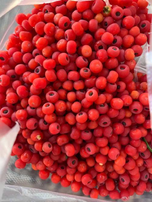 红豆杉果价格究竟是多少？-图3