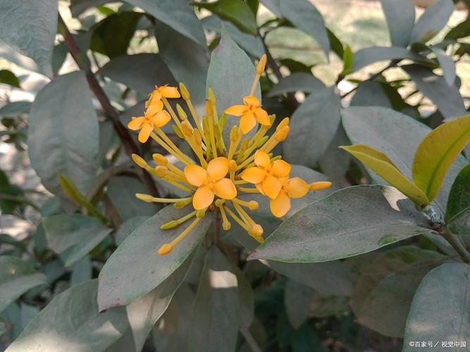 日香桂品种到底好不好？-图3