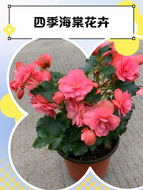 四季海棠有哪些常见品种？-图1