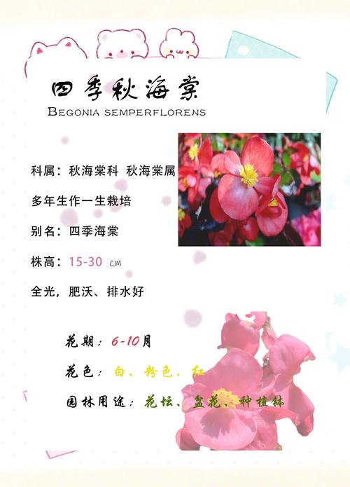 四季海棠有哪些常见品种？-图2