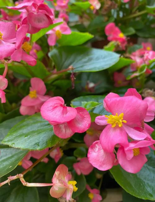 四季海棠有哪些常见品种？-图3