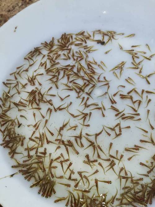 鱼苗繁殖技术培训学校，如何高效培育优质鱼苗？-图3