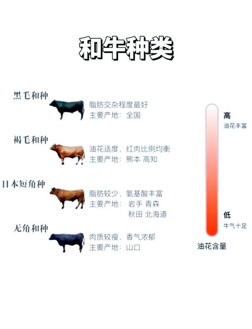 日本和牛养殖技术核心秘诀是什么？-图2