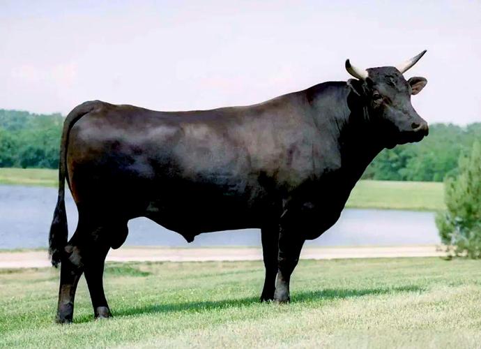 日本和牛养殖技术核心秘诀是什么？-图3