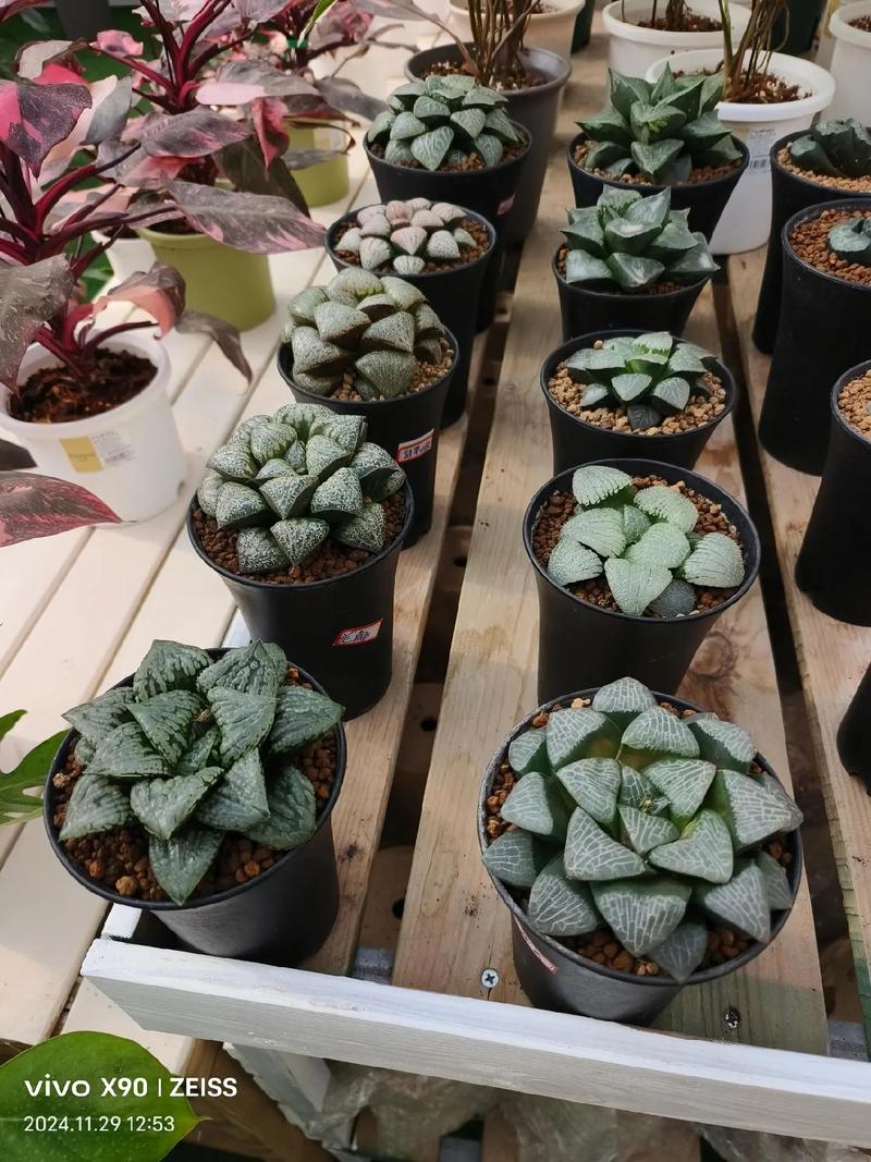 多肉万象品种怎么选？-图1