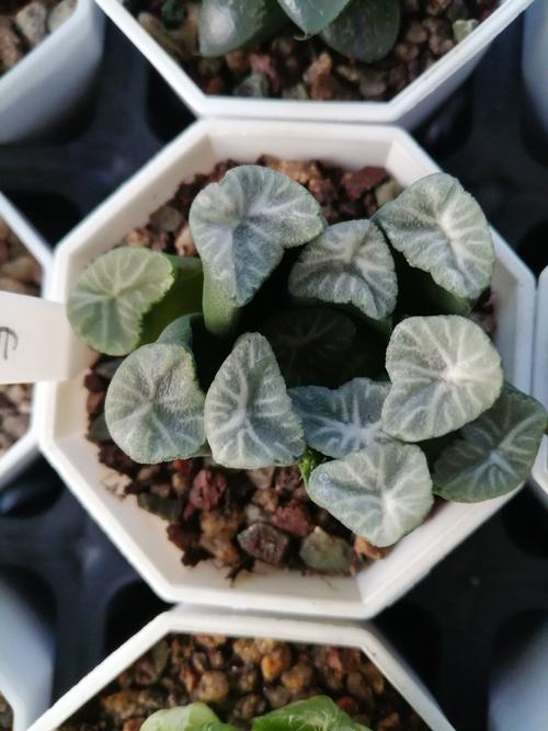 多肉万象品种怎么选？-图2