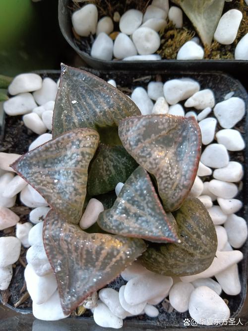 多肉万象品种怎么选？-图3