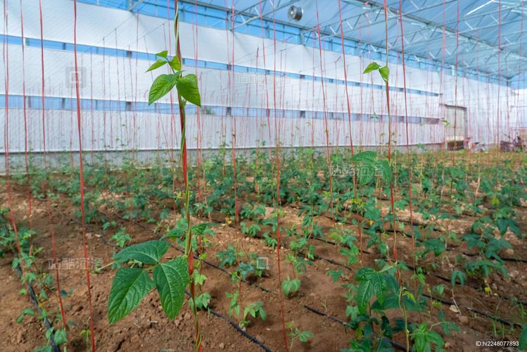 春季大棚豇豆如何高效种植？-图1