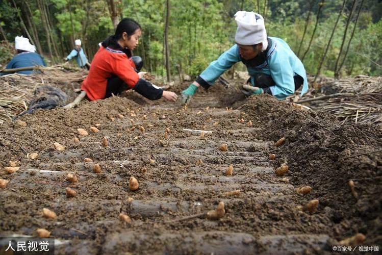 猪苓塑料大棚种植技术-图1 猪苓塑料大棚种植技术-图1