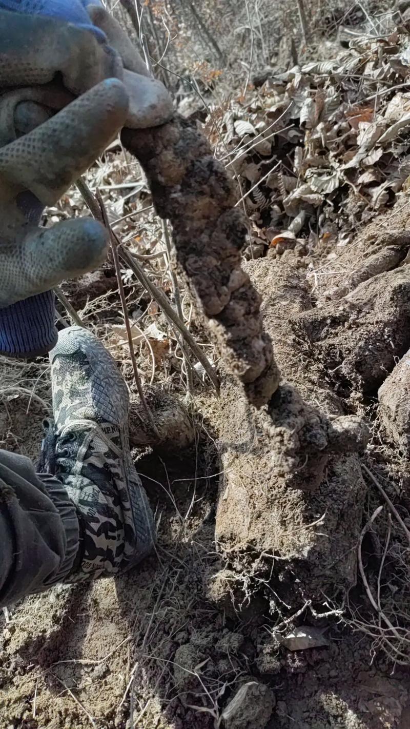 猪苓塑料大棚种植技术-图2 猪苓塑料大棚种植技术-图2