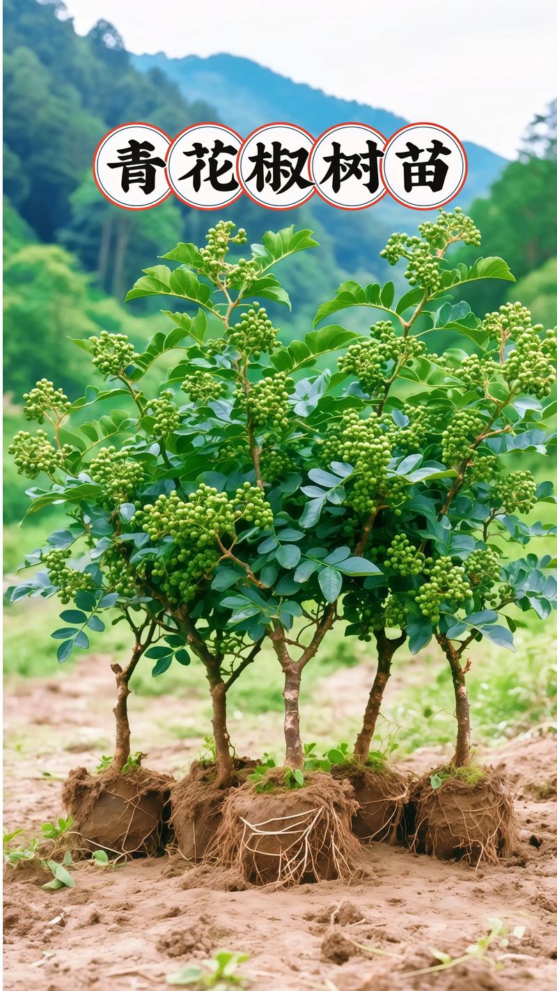 新品种花椒种植枝怎么选?-图2 新品种花椒种植枝怎么选?-图2