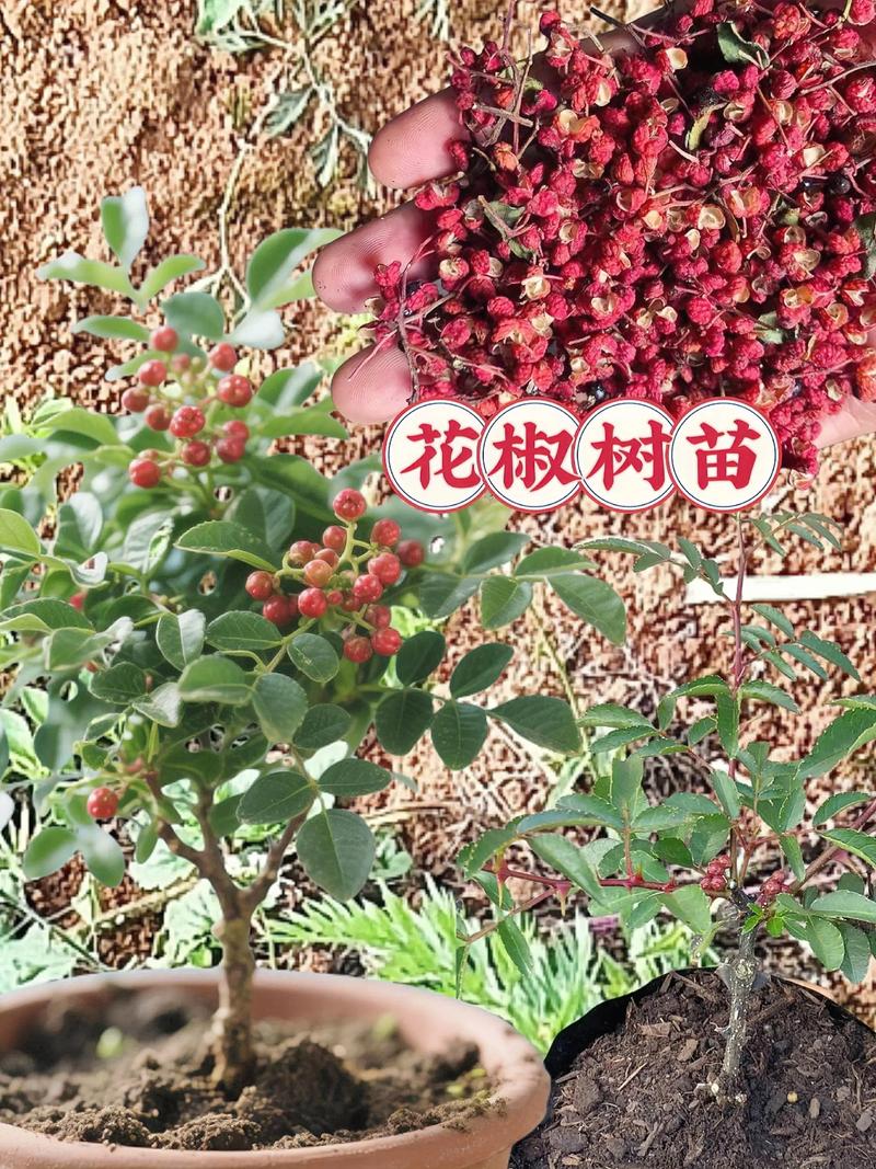 新品种花椒种植枝怎么选?-图1 新品种花椒种植枝怎么选?-图1