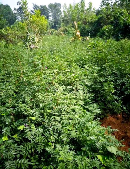 新品种花椒种植枝怎么选?-图3 新品种花椒种植枝怎么选?-图3