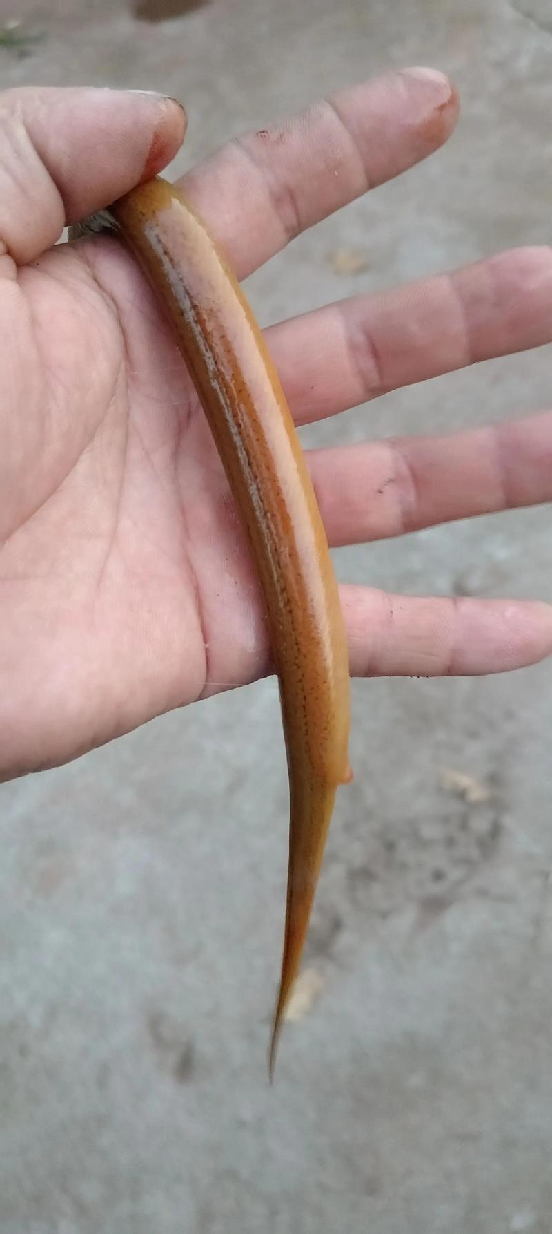 黄鳝养殖开口密方技术如何高效应用?-图1 黄鳝养殖开口密方技术如何高效应用?-图1