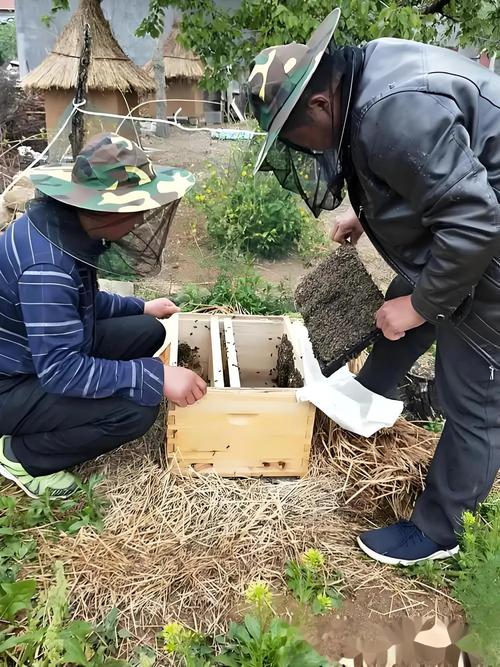 蜜蜂饲养管理技术要点有哪些？-图1