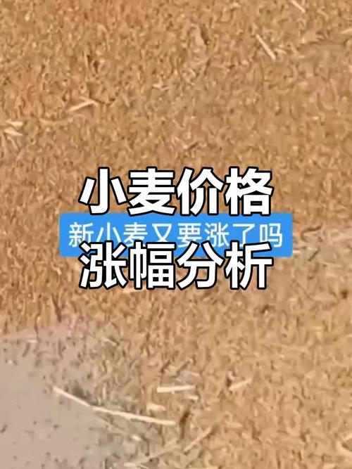 今年小麦的价格还涨吗-图2