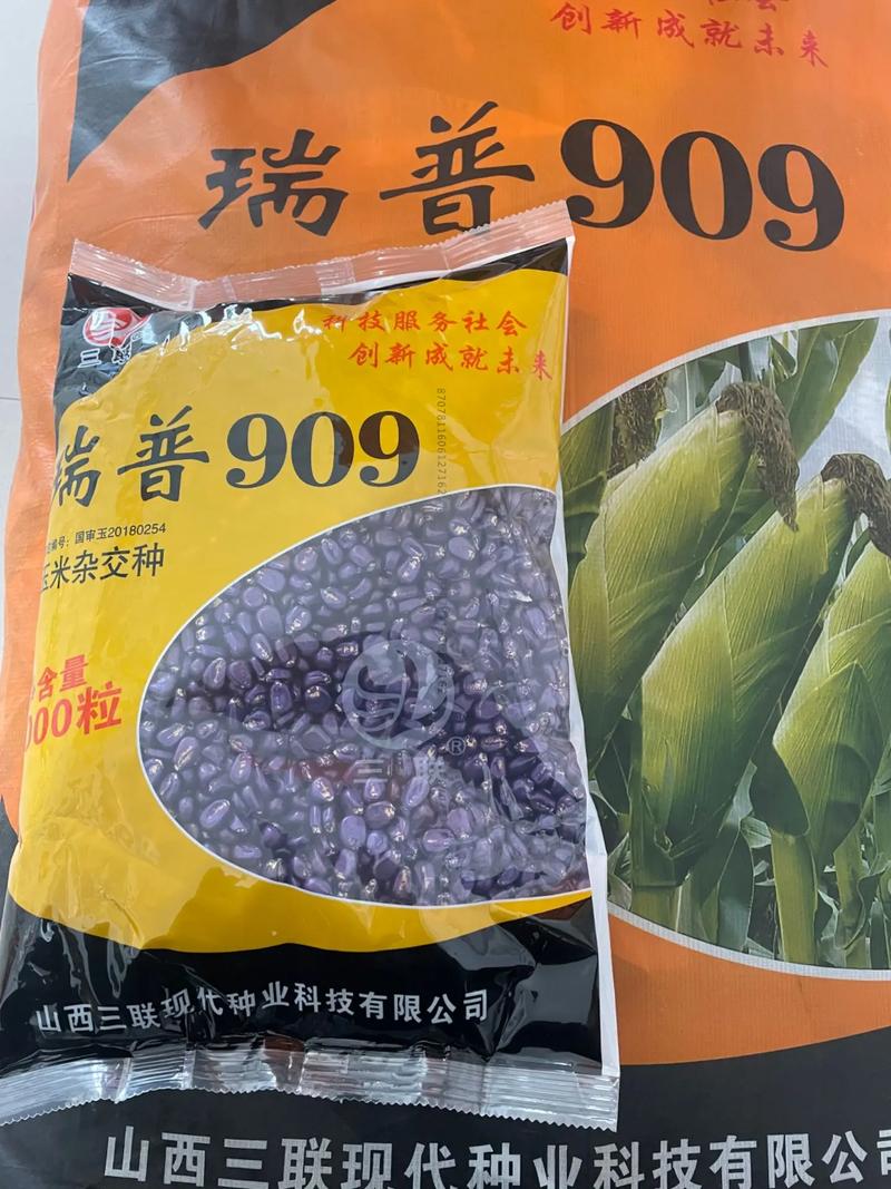 瑞普909玉米种价格-图1