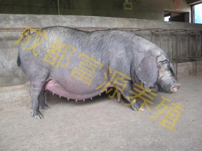 四川的猪有哪些品种？-图1