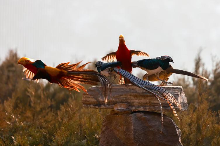 红腹锦鸡养殖技术视频有哪些要点？-图1