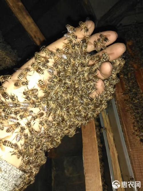 四川中蜂是哪个独特蜂种？-图1