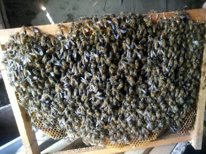 四川中蜂是哪个独特蜂种？-图2