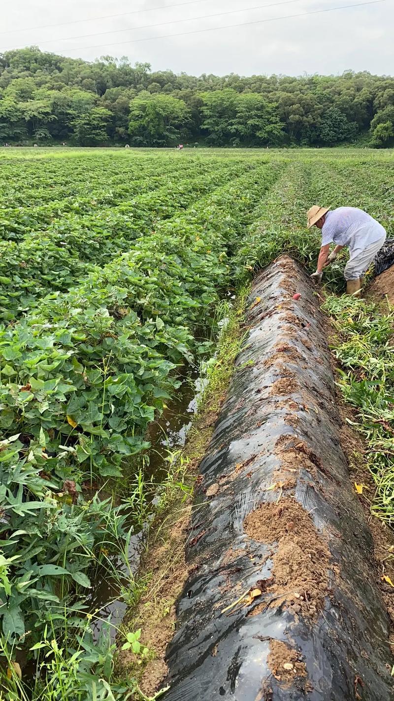 地瓜高产栽培技术视频有哪些要点？-图1
