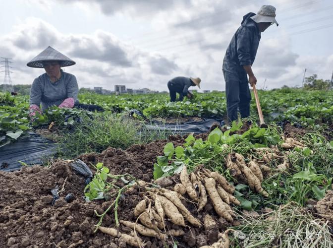 地瓜高产栽培技术视频有哪些要点？-图2
