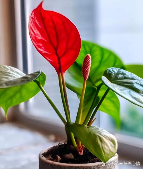 大叶红掌品种好不好养?适合家养吗?-图1 大叶红掌品种好不好养?适合家养吗?-图1
