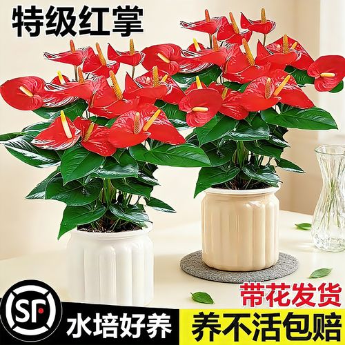 大叶红掌品种好不好养?适合家养吗?-图2 大叶红掌品种好不好养?适合家养吗?-图2