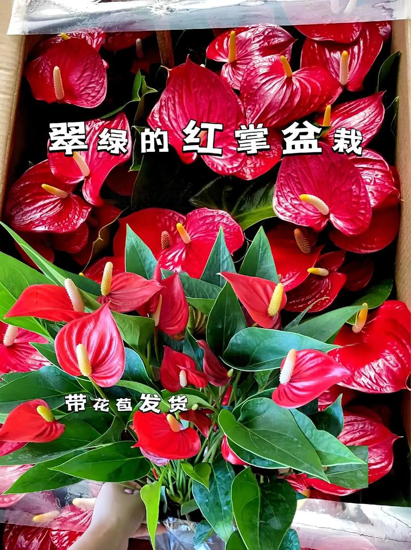 大叶红掌品种好不好养？适合家养吗？-图3