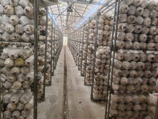 蘑菇栽培技术视频，新手如何快速学会种植？-图2