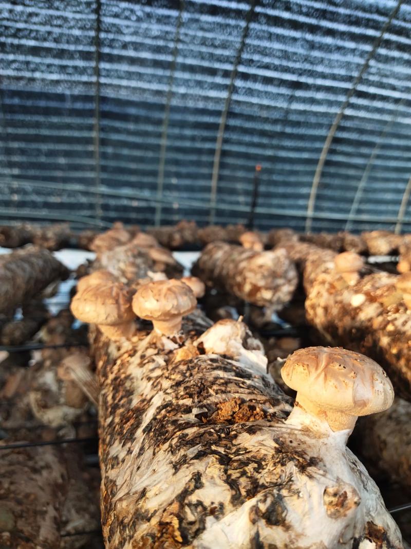 蘑菇栽培技术视频，新手如何快速学会种植？-图3