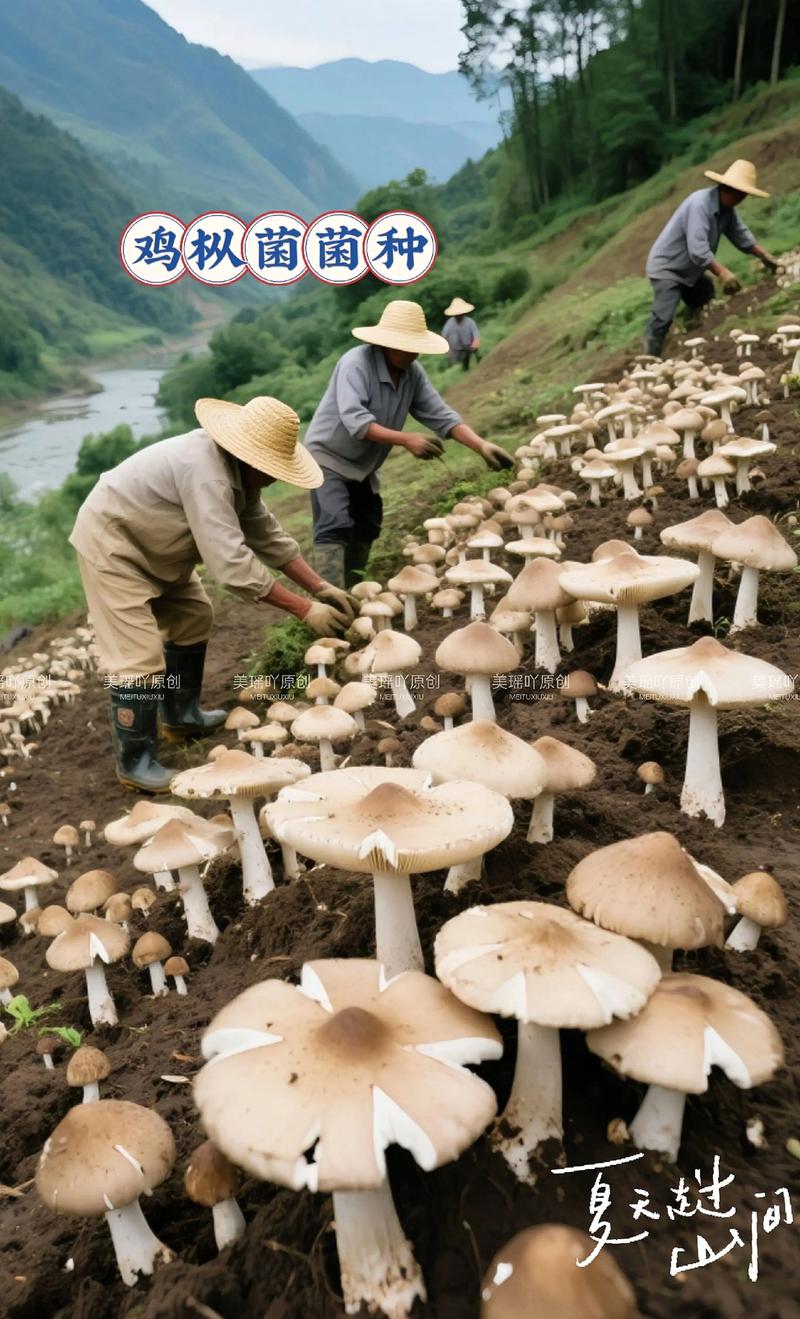 蘑菇栽培技术视频，新手如何快速学会种植？-图1