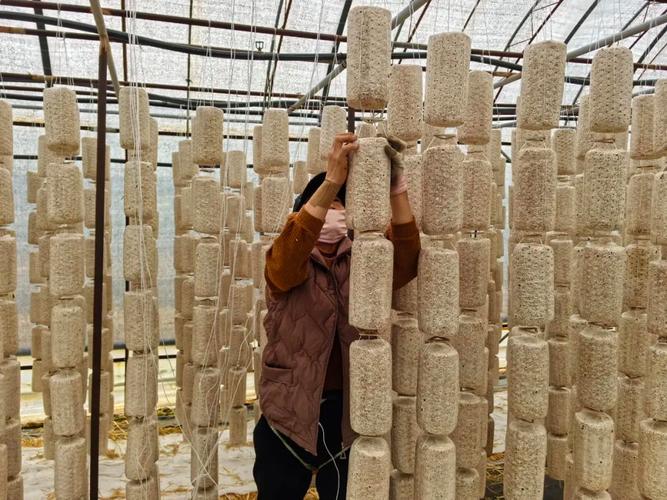 吊袋木耳种植技术视频怎么学？-图1